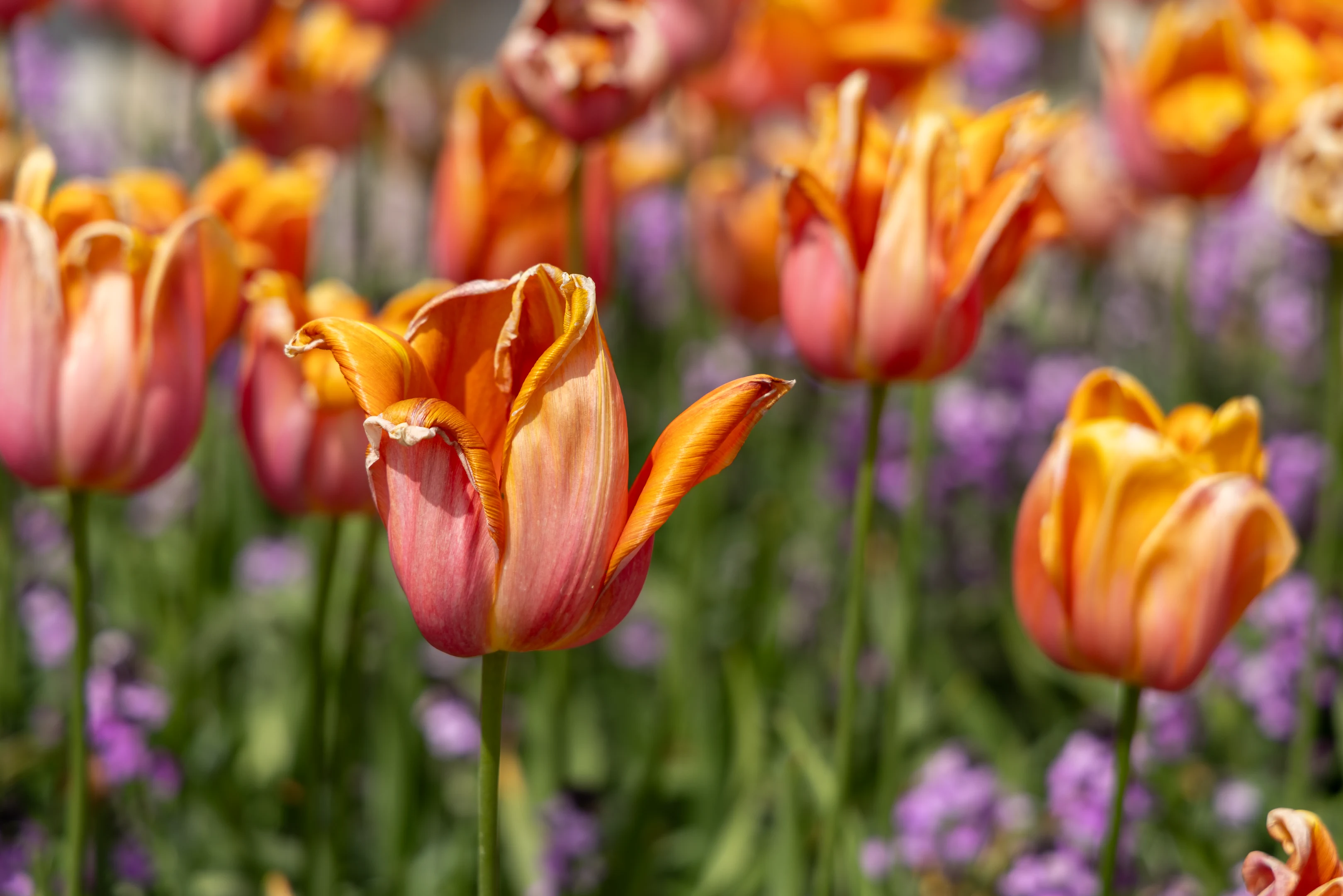 Withering tulip