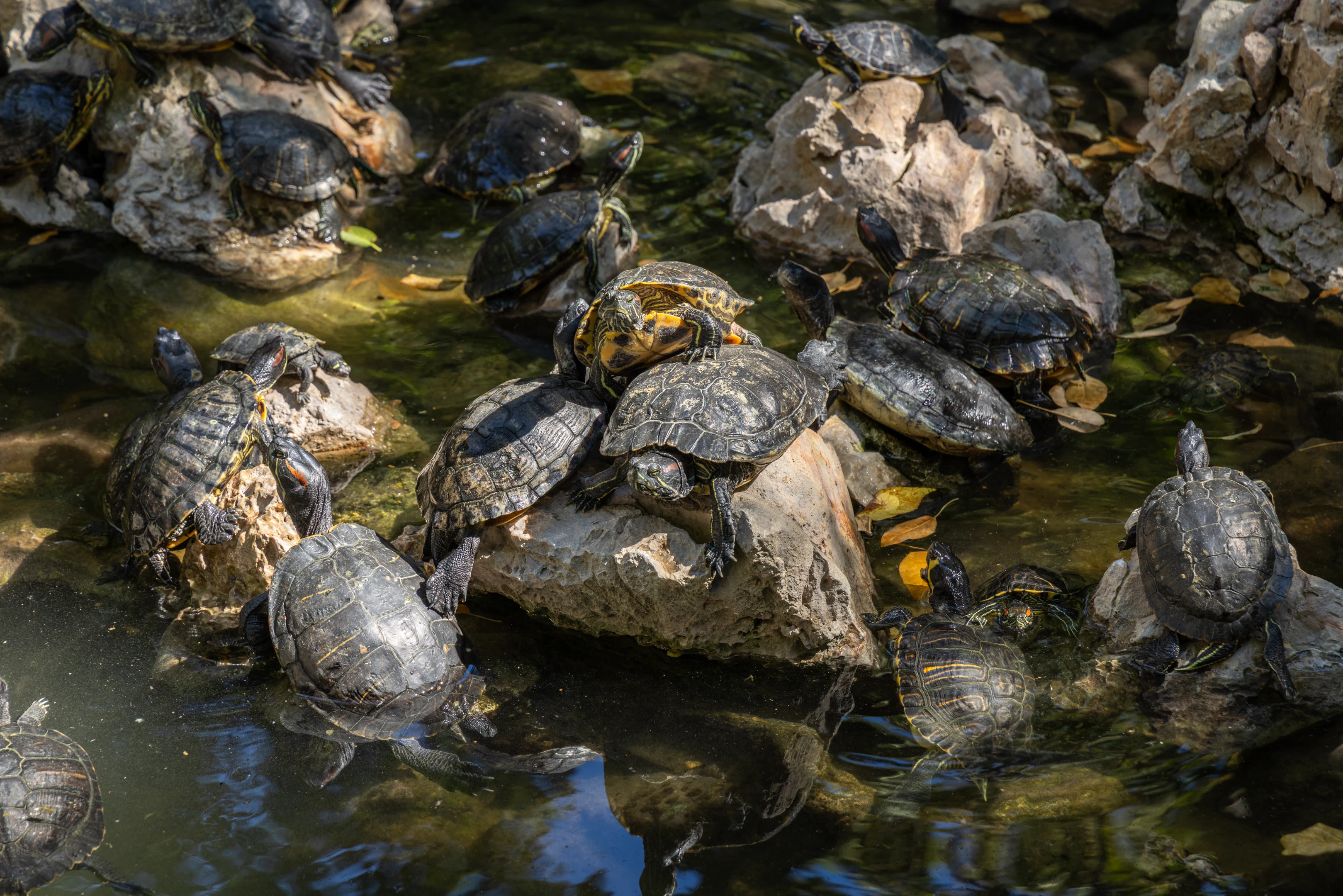 Turtles, National Garden, Athens