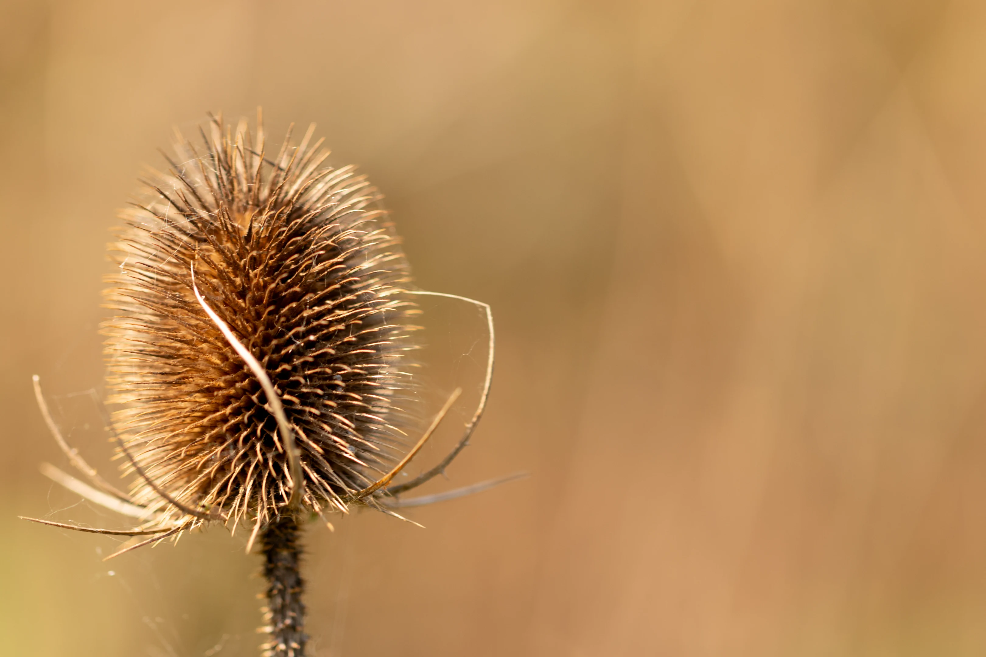 Teasel