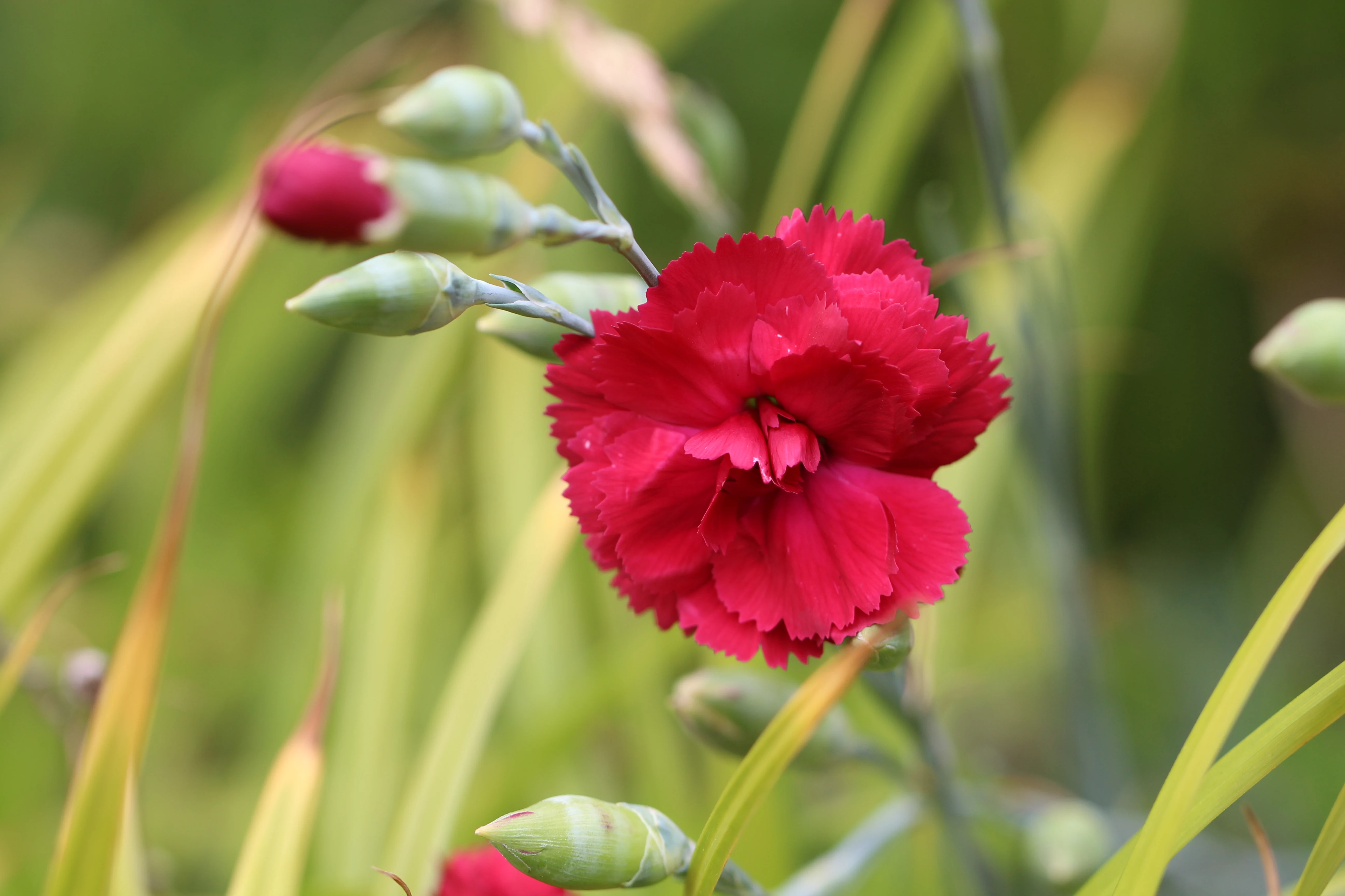 Carnation